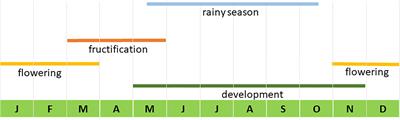 Integral Projection Models and Sustainable Forest Management of Agave inaequidens in Western Mexico